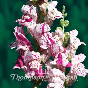 Antirrhinum Purple Twist F1 Hybrid