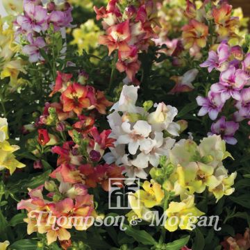 Antirrhinum Reminiscent Mixed F1 Hybrid