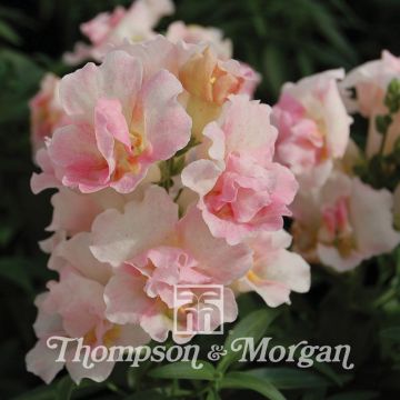 Antirrhinum Twinny Appleblossom F1 Hybrid - Boca de dragón enana