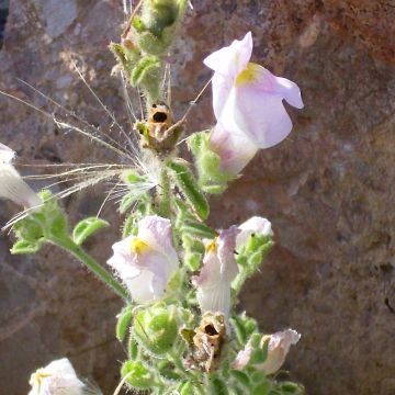 Antirrhinum hispanicum - Dragoncillo