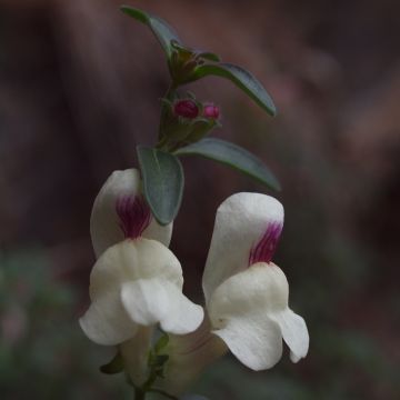 Antirrhinum sempervirens - Dragoncillo de roca