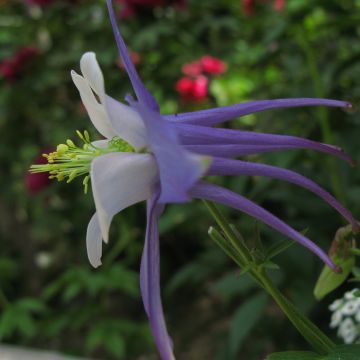 Aquilegia Songbird Series Blue Jay