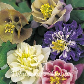 Aquilegia Sweet Rainbows