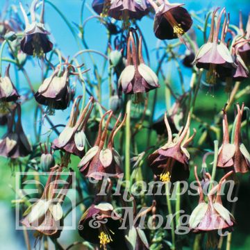 Aquilegia viridiflora Chocolate Soldier (semillas)