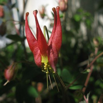 Aquilegia canadensis Little Lanterns - Aguileña