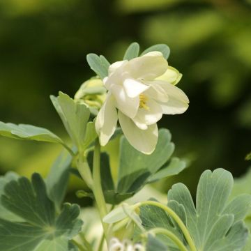 Aquilegia flabellata Cameo White