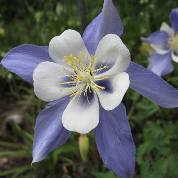 Aquilegia sibirica