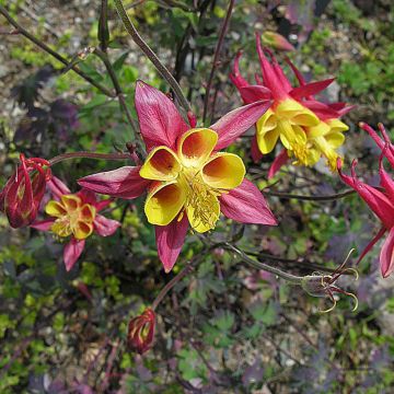 Aquilegia skinneri