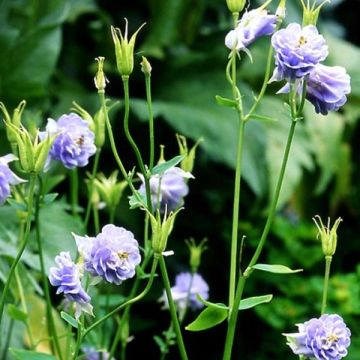 Aquilegia vulgaris Powder Blue