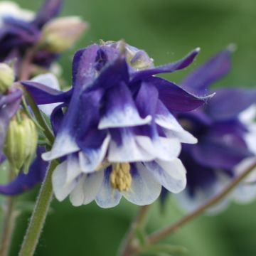 Aquilegia vulgaris Winky Blue White