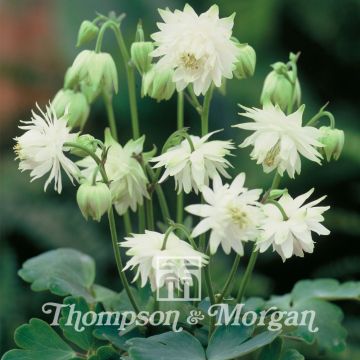 Aquilega vulgaris var.stellata Green Apples