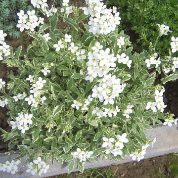 Arabis caucasica Variegata