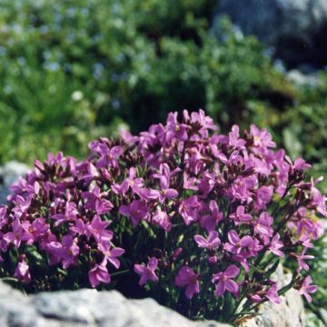 Arabis blepharophylla - Arabis rosada