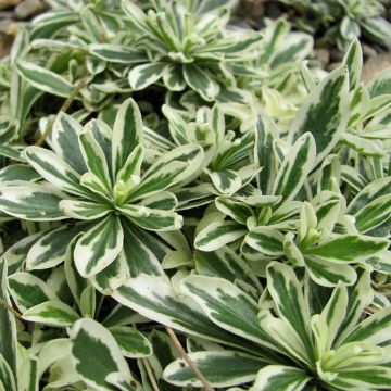 Arabis ferdinandi-coburgii Variegata