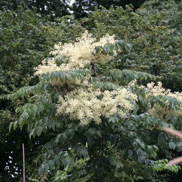 Arbol de angélica japonés - Aralia elata Golden Umbrella