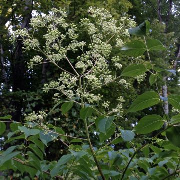 Aralia spinosa