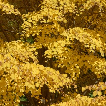 Cercidiphyllum japonicum - Katsura