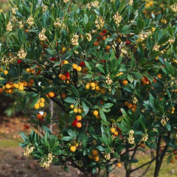 Madroño Atlantic - Arbutus unedo