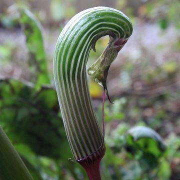 Arisaema galeatum