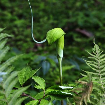 Arisaema candidissimum