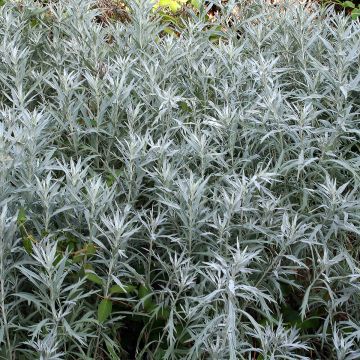 Artemisia ludoviciana var. incompta