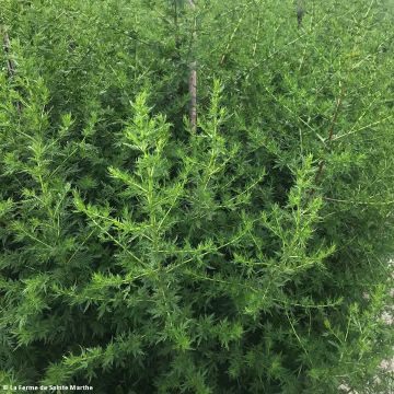 Ajenjo dulce - Artemisia annua