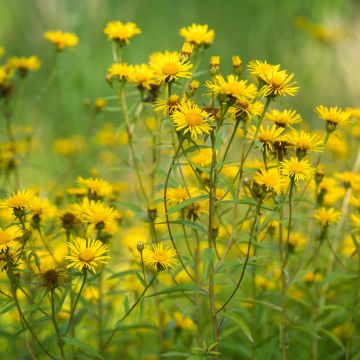 Arnica de montaña (semillas) - Arnica montana