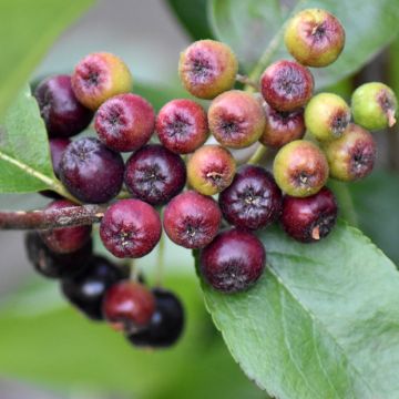 Chokeberry púrpura Nero - Aronia x prunifolia