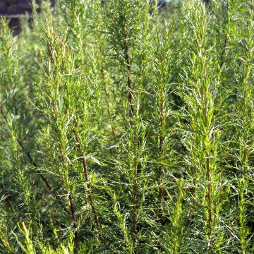 Planta de cola - Artemisia abrotanum var. maritima