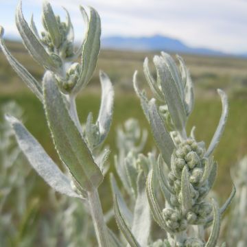 Artemisia ludoviciana var. latiloba