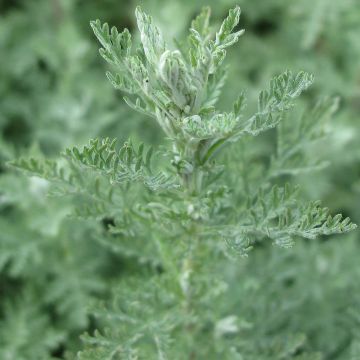 Artemisia pontica