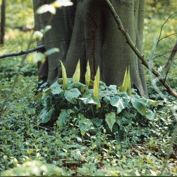 Arum maculatum - Aro