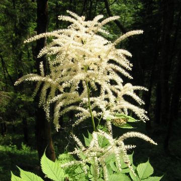 Aruncus dioïcus var. kamtschaticus