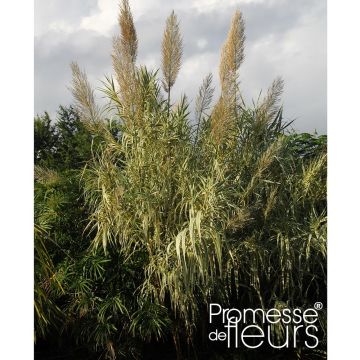 Arundo donax Aureovariegata - Caña comun