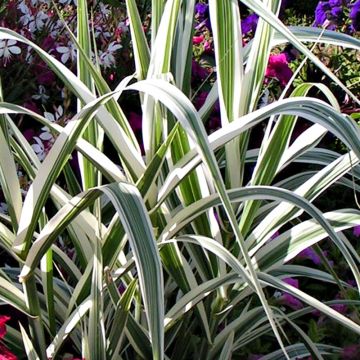 Arundo donax Versicolor - Caña comun