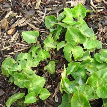 Asarum pulchellum - Ásaro