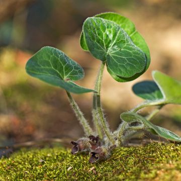 Asarum europaeum - Ásaro europeo