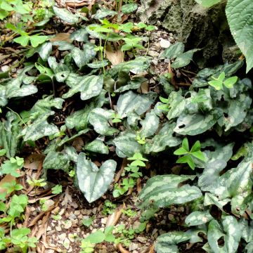 Asarum splendens - Ásaro