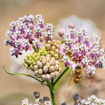 Asclepias fascicularis - Algodoncillo