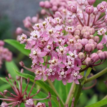 Asclepias incarnata - Algodoncillo de México