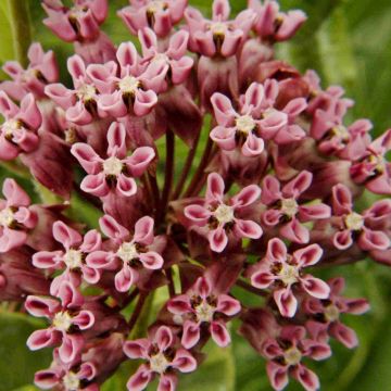 Asclepias sullivantii - Algodoncillo