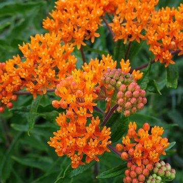 Asclepias tuberosa - Algodoncillo