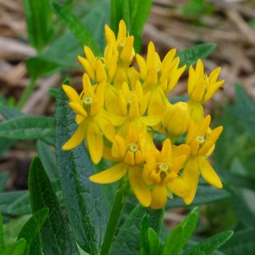 Asclepias Hello Yellow - Asclepias tuberosa