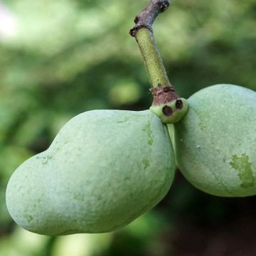 Asimina triloba Overlese