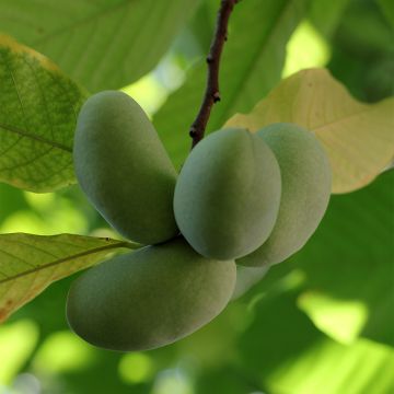 Asimina triloba Shenandoah