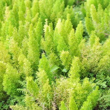 Asparagus densiflorus var. meyeri - Espárrago de jardín