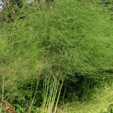 Espárrago blanco - Asparagus officinalis