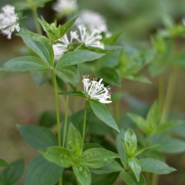 Asperula taurina