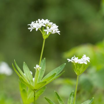 Aspérula olorosa - Galium odoratum