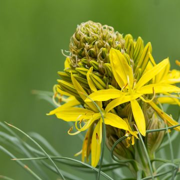 Bastón de Jacob - Asphodeline lutea